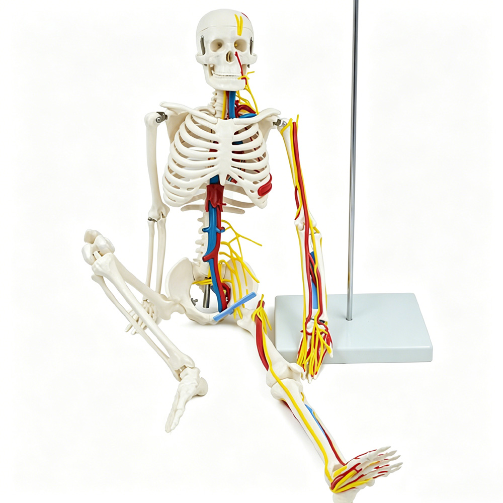 Science Exhibition Models - 85cm Educational Human Skeleton Model with
