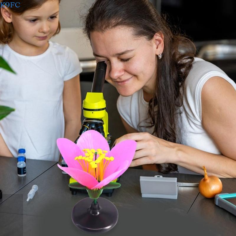 K9FC Realistic Plant Teaching  – Science Exhibition Models recenzja i cena