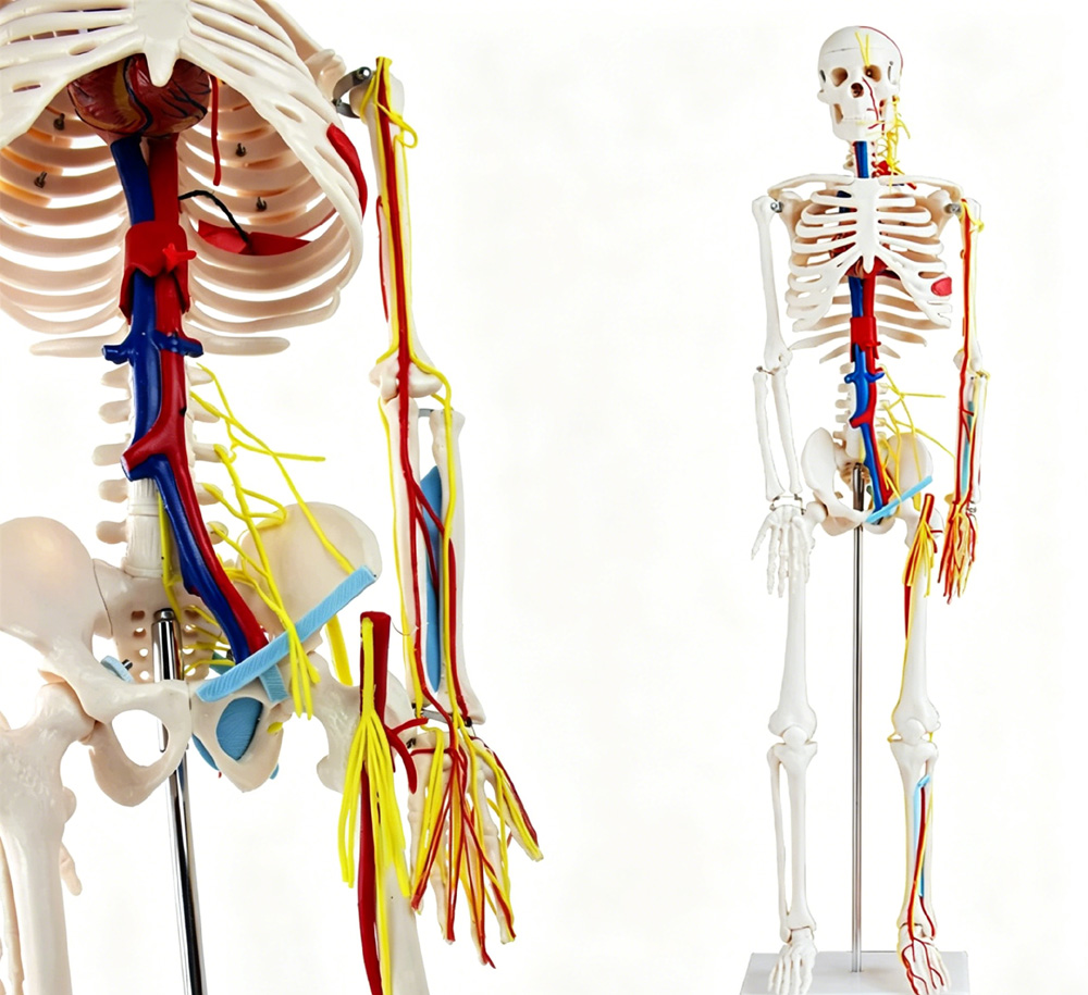 85cm Educational Human Skeleto – Science Exhibition Models recenzja i cena