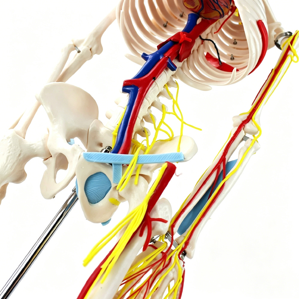 85cm Educational Human Skeleto – Science Exhibition Models recenzja i cena