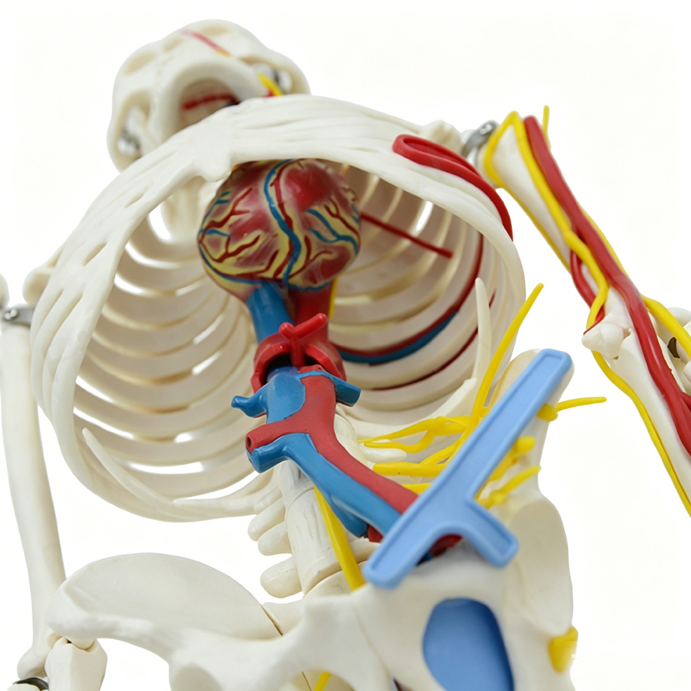 85cm Educational Human Skeleto – Science Exhibition Models recenzja i cena