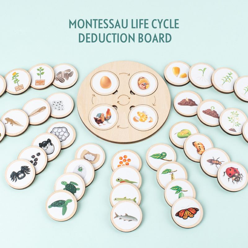Life Cycle Board Montessori Ki – Science Nature recenzja i cena