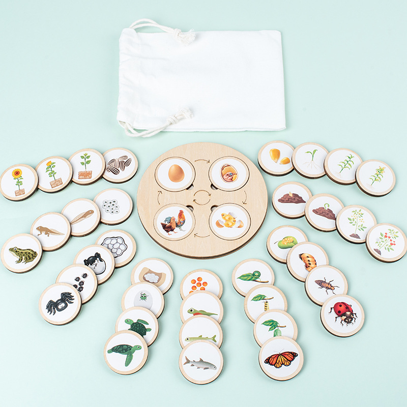 Life Cycle Board Montessori Ki – Science Nature recenzja i cena