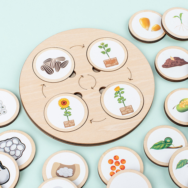 Life Cycle Board Montessori Ki – Science Nature recenzja i cena