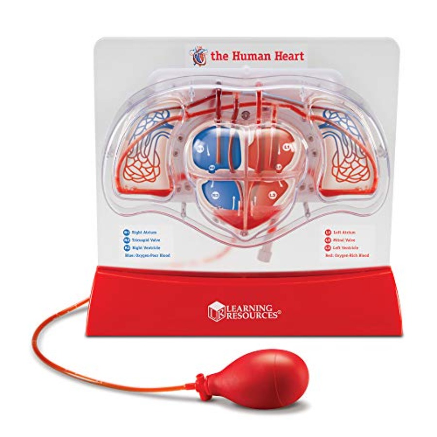 Science classroom STEM anatomy – Science Nature recenzja i cena