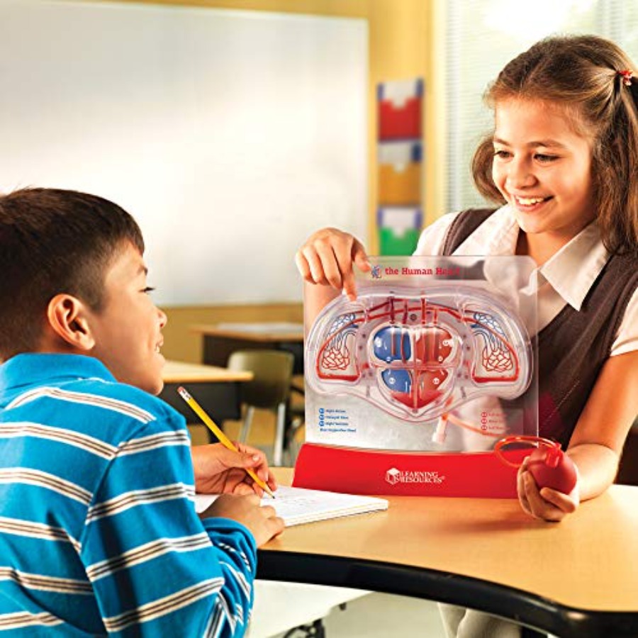 Science classroom STEM anatomy – Science Nature recenzja i cena