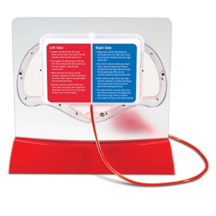 Science classroom STEM anatomy – Science Nature recenzja i cena